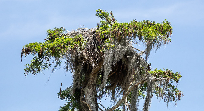 Sumpfzypresse (Taxodium) Atchafalaya National Heritage Area