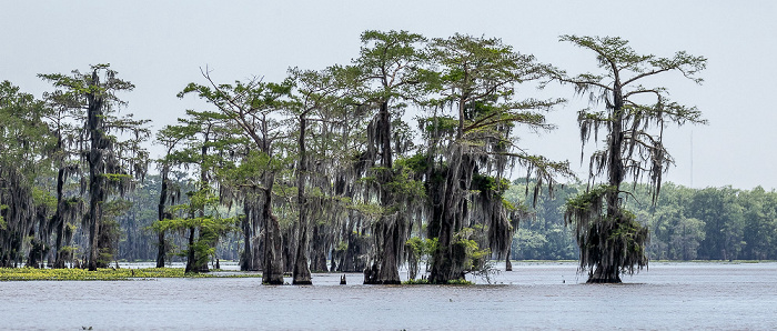 Sumpfzypressen (Taxodium) Atchafalaya National Heritage Area