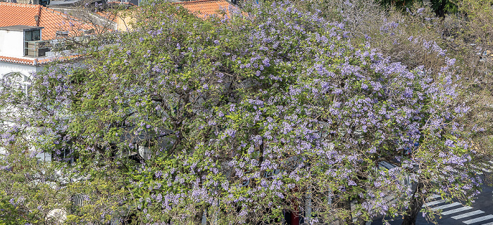 Blick vom Turim Santa Maria Hotel Funchal