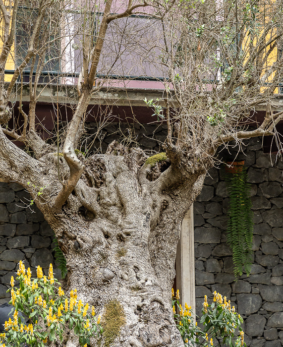 Jardim Tropical Monte Palace: Tausendjähriger Olivenbaum Funchal