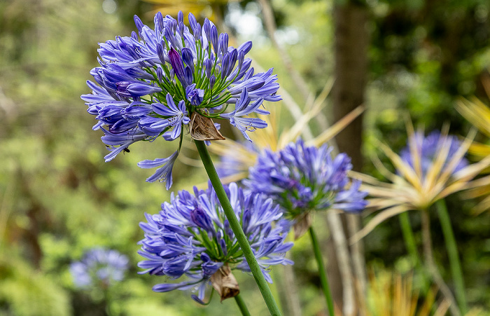 Jardim Tropical Monte Palace Funchal