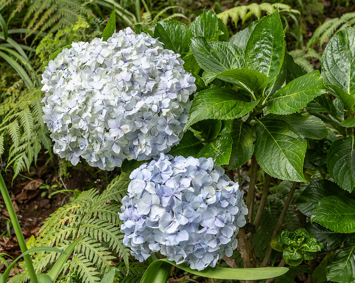 Jardim Tropical Monte Palace Funchal