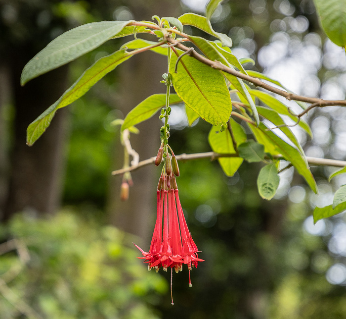 Jardim Tropical Monte Palace Funchal