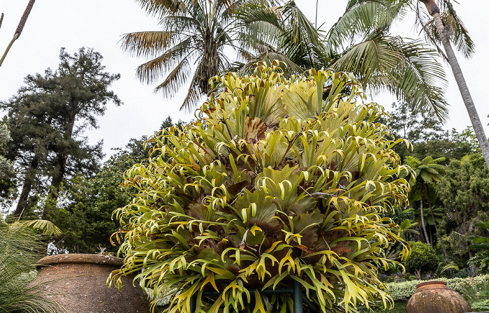 Jardim Tropical Monte Palace Funchal