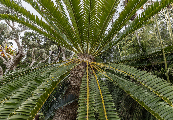 Jardim Tropical Monte Palace Funchal