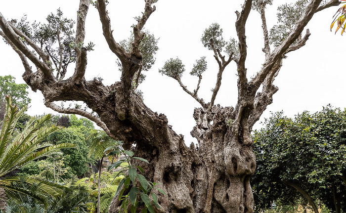 Jardim Tropical Monte Palace Funchal