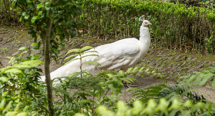 Jardim Tropical Monte Palace Funchal