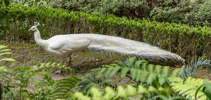 Jardim Tropical Monte Palace: Pfau Funchal