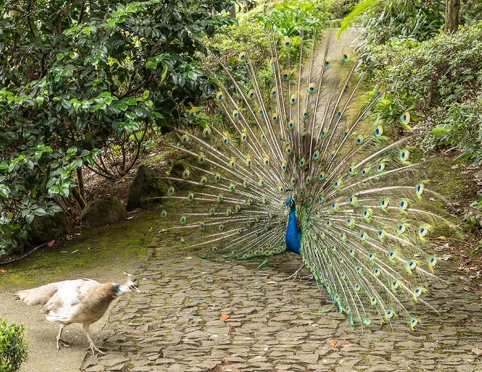Jardim Tropical Monte Palace: Pfau Funchal