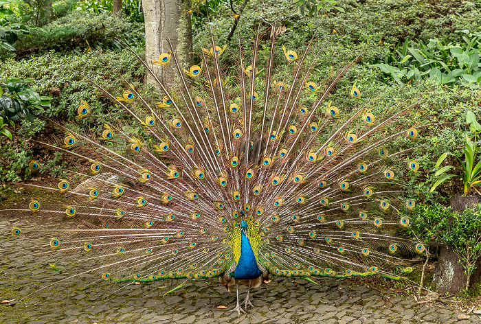 Jardim Tropical Monte Palace: Pfau Funchal