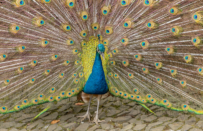 Jardim Tropical Monte Palace: Pfau Funchal