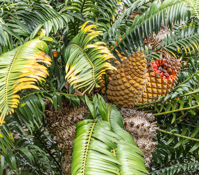 Jardim Tropical Monte Palace Funchal