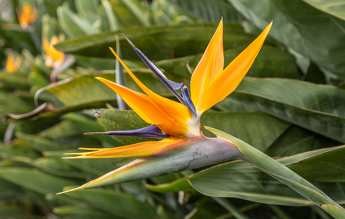Jardim Tropical Monte Palace Funchal