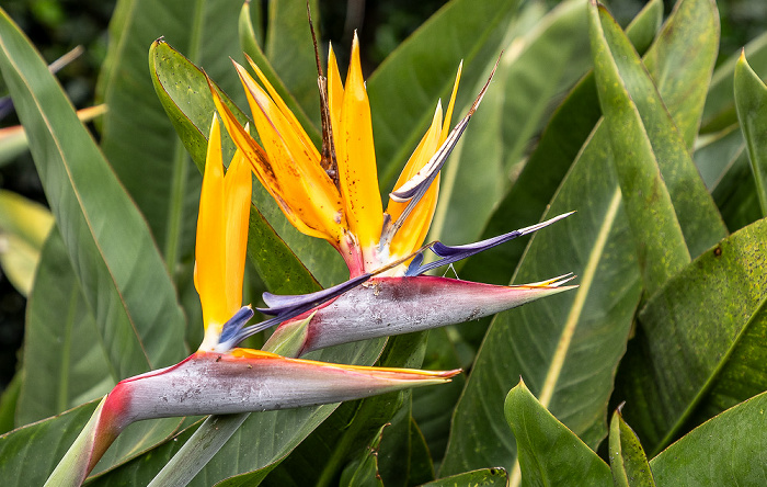 Jardim Tropical Monte Palace Funchal