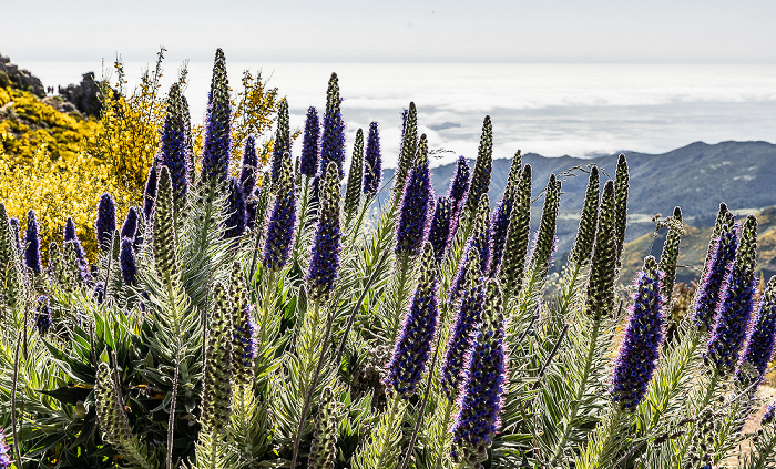 Pico do Arieiro