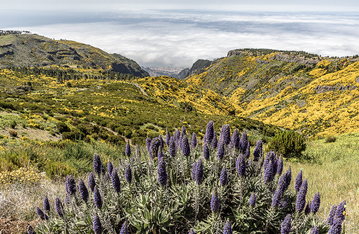 Pico do Arieiro