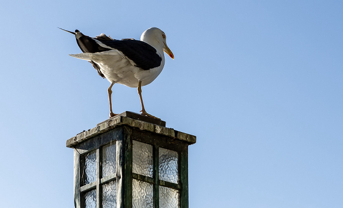 Möwe Stavanger