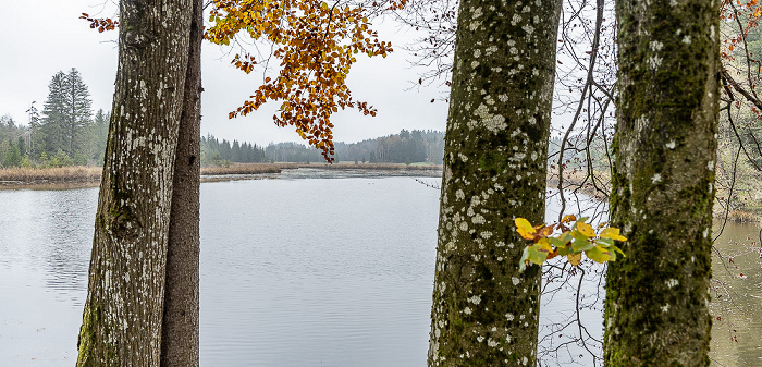 Spatenbräufilz: Mooshamer Weiher Egling