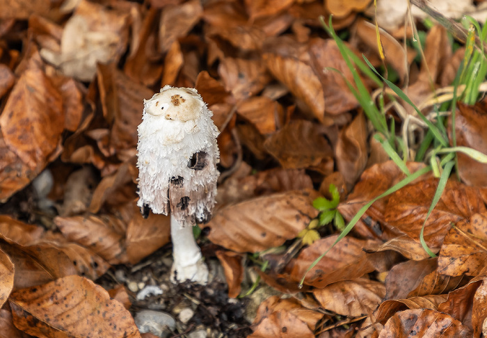 Pilz Egling