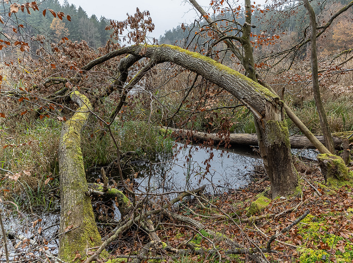 Thanninger Weiher Egling