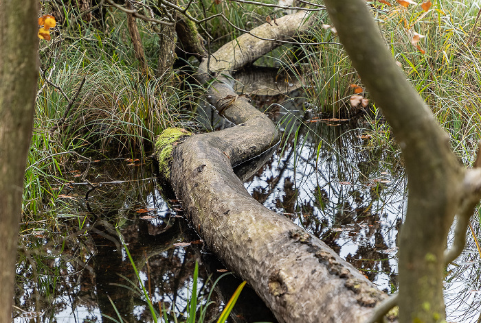 Thanninger Weiher Egling