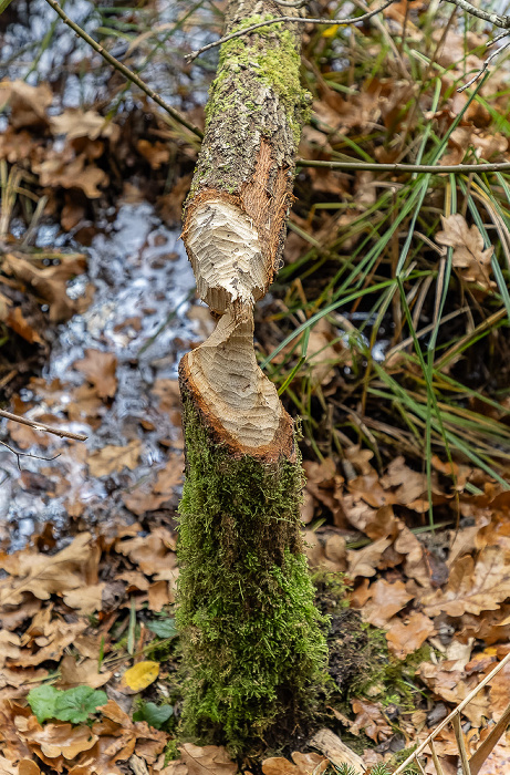 Thanninger Weiher Egling