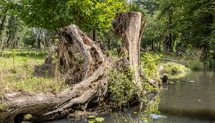 Spree Spreewald
