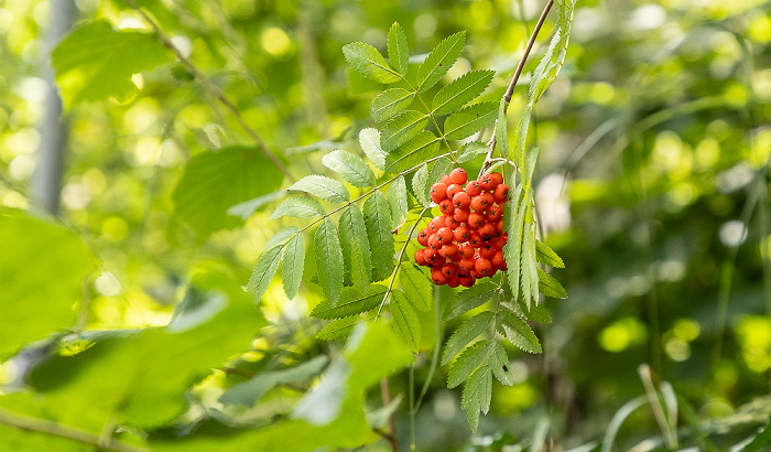 Lehder Fließ, Lehde Spreewald