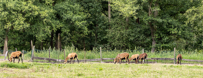 Lehder Graben, Lehde Spreewald