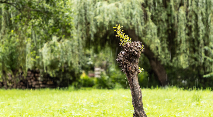 Lehder Graben Spreewald