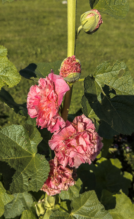 SonnenAlm Winklmoosalm