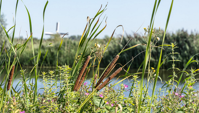 Kinderdijk