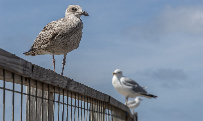 Scheveningen