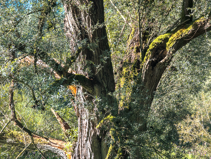 Unteruhldingen Uhldingen-Mühlhofen