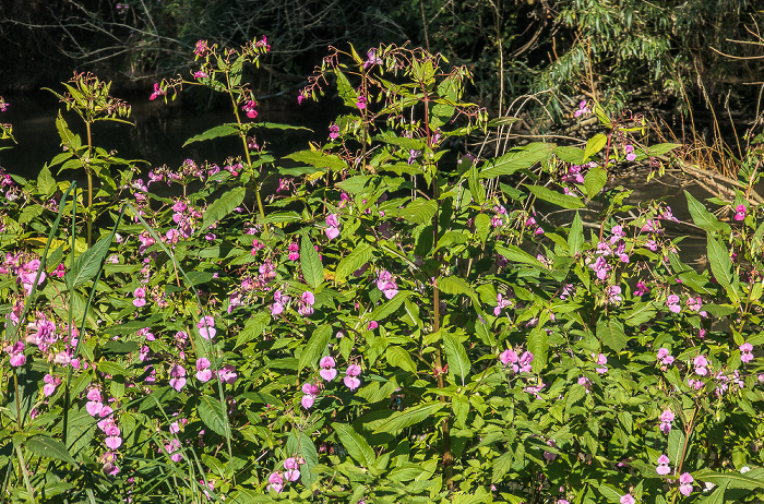 Unteruhldingen Uhldingen-Mühlhofen