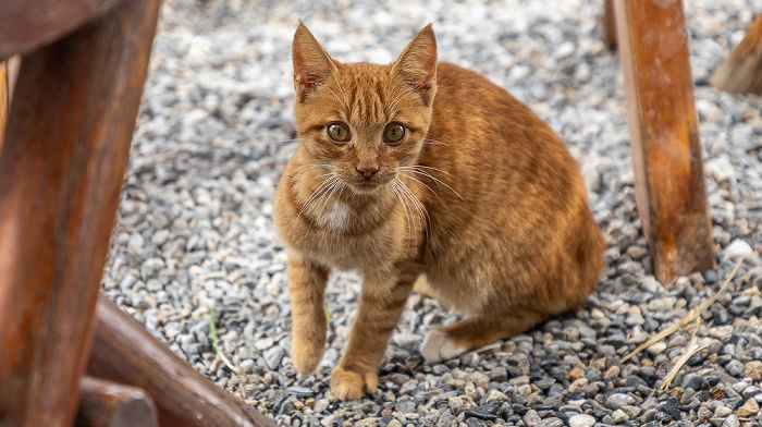 Café Panorama Provinz Sfakia