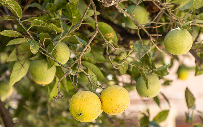 Moni Agia Triada Akrotiri