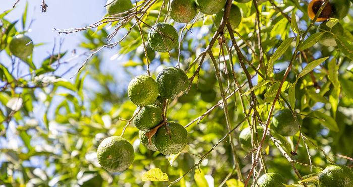 Moni Agia Triada Akrotiri