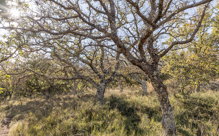 Nekropole Armeni (Νεκρόπολη Αρμένων, Spätminoischer Friedhof) Armeni