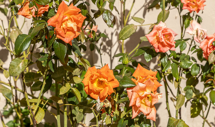 Kloster Arkadi Arkadi