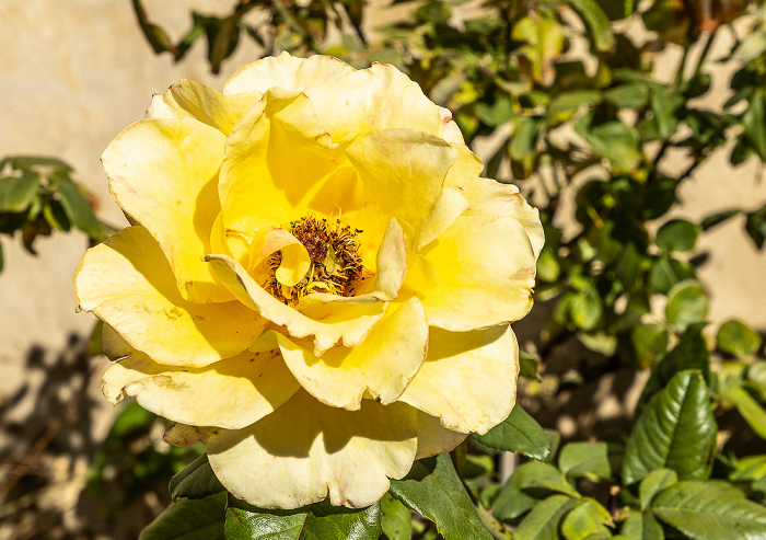 Kloster Arkadi Arkadi