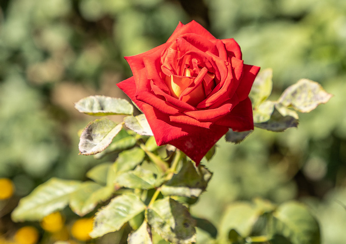 Kloster Arkadi Arkadi