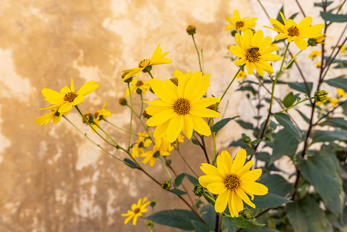 Kloster Arkadi Arkadi