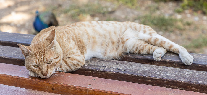 Palast von Knossos Heraklion