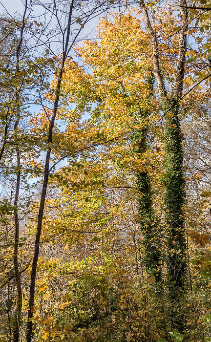 Isarinsel Oberföhring München