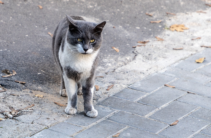 Strada Armenească Chișinău