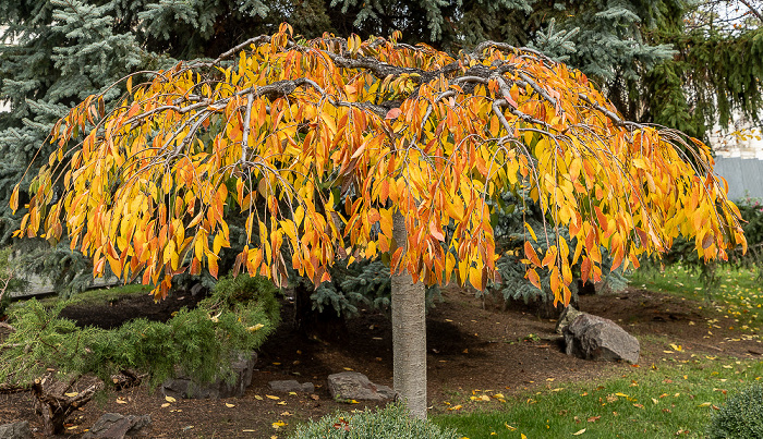 Kloster Curchi (Mănăstirea Curchi) Curchi