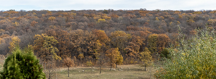Rezervația Științifică Codru Bursuc