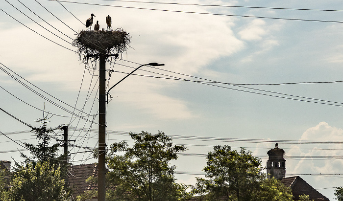 Störche in Nest Porumbacu de Jos