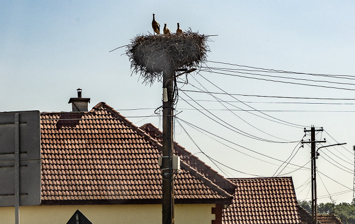 Störche in Nest Scoreiu